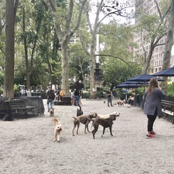 Madison Square Dog Park